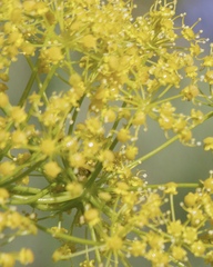 Ferula communis
