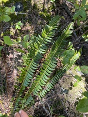 Polystichum lonchitis