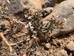 Eriogonum corymbosum