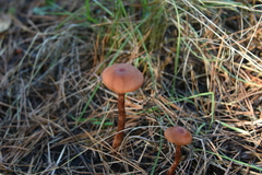 Cortinarius cinnamomeus