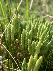 Diphasiastrum sitchense