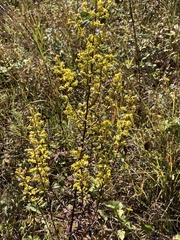 Solidago erecta