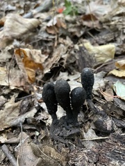 Geoglossum