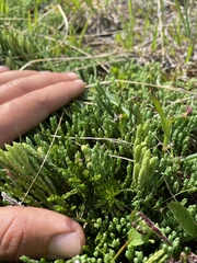 Diphasiastrum sitchense