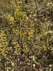 Solidago erecta