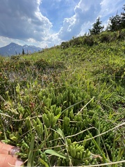 Diphasiastrum sitchense