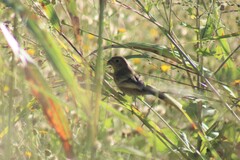 Passerina versicolor