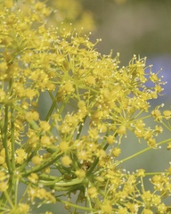 Ferula communis