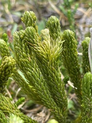 Lycopodiaceae