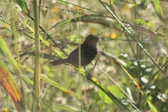 Passerina versicolor