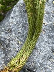 Lycopodiaceae
