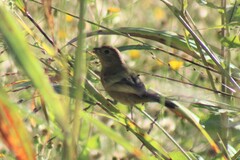 Passerina versicolor