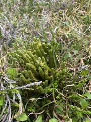 Lycopodiaceae