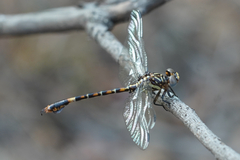 Paragomphus cognatus