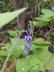 Lobelia gruina