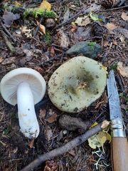 Heterophyllidia