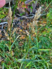 Dactylis glomerata