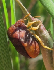 Ventocoris rusticus