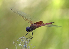 Tramea insularis