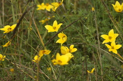 Bidens serrulata