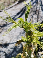 Bipinnula plumosa