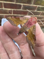 Deilephila porcellus