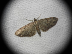 Eupithecia abbreviata