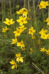 Bidens serrulata