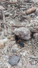 Platydracus fossator