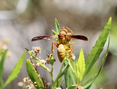 Polistes flavus