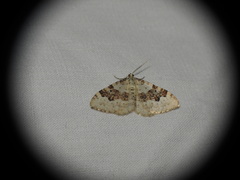 Xanthorhoe montanata