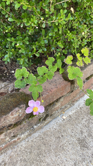 Eriocapitella hupehensis