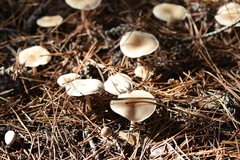 Clitocybe fragrans