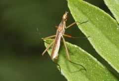 Micropeza lineata