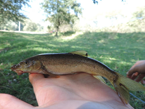 Carpathian barbel (Barbus carpathicus) — Cyprinidae — 4