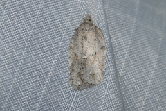 Acleris placidana