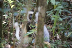 Propithecus diadema