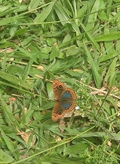 Junonia