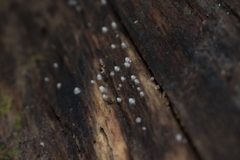 Helicogloea compressa