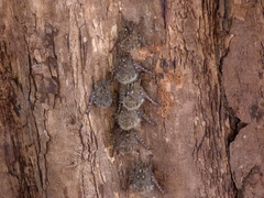 Rhynchonycteris naso