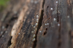 Helicogloea compressa