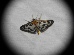 Anania hortulata
