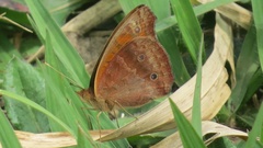 Junonia