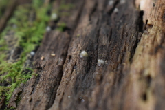 Helicogloea compressa