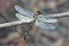 Paragomphus cognatus