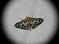 Anania hortulata