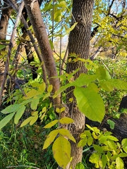 Fraxinus pennsylvanica