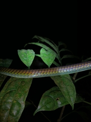 Dendrelaphis formosus