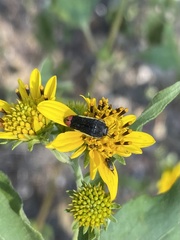 Acmaeodera flavomarginata