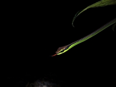 Dendrelaphis formosus